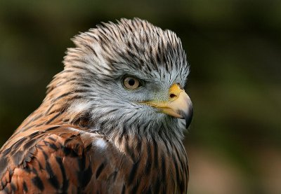 Redkite.