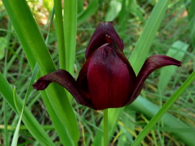 Black Tulip.