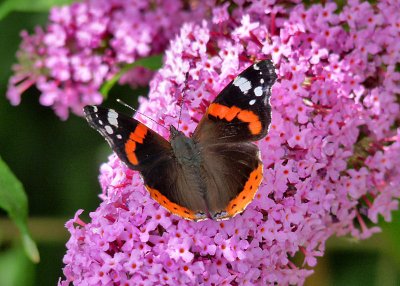 Red Admiral.