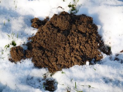 A mole has to make a living... even in the snow.