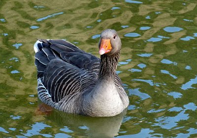 Greylag Goose.