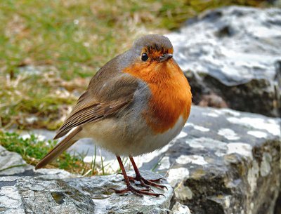 Robin.