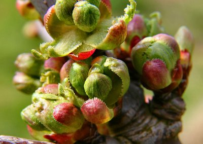 Apple tree buds.