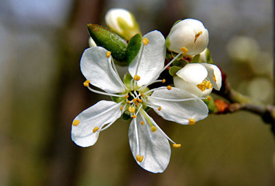 Apple Blossom.