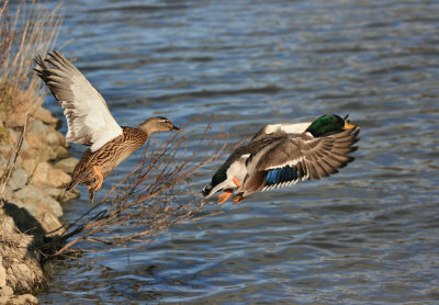 Mallards.