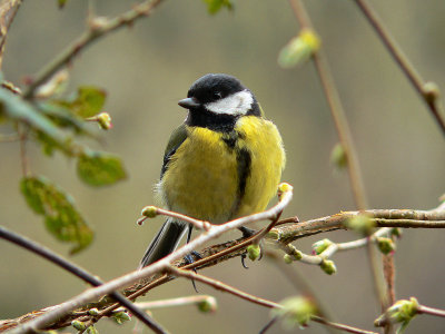 Great Tit.