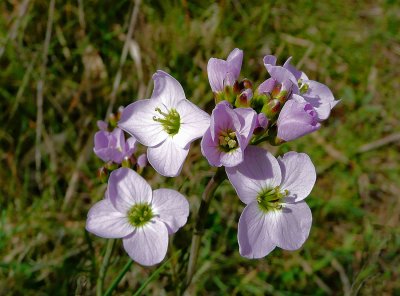 Cuckoo Flower.
