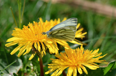 Green-veined White.