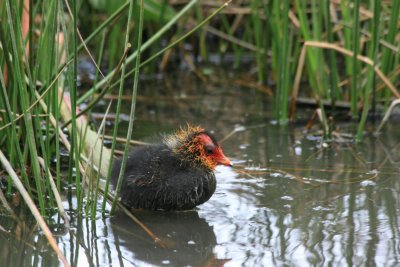 Coot Chick.