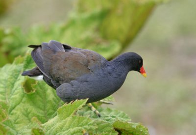 Moorhen.