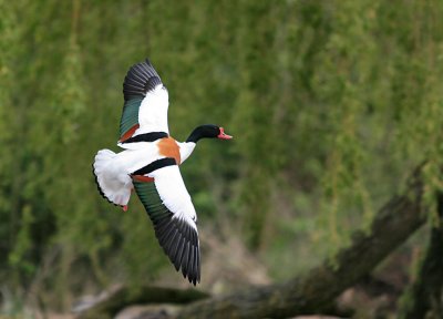 Shelduck.