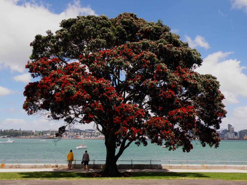 Pohutukawa 2.jpg