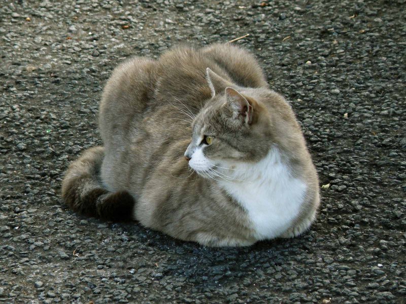 Cat - alien 1.jpg