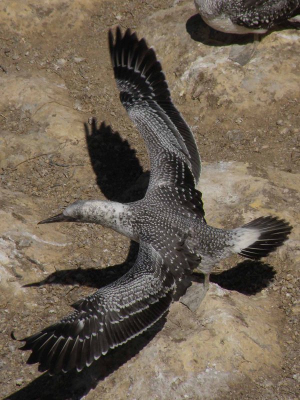 Fledgling 03.jpg