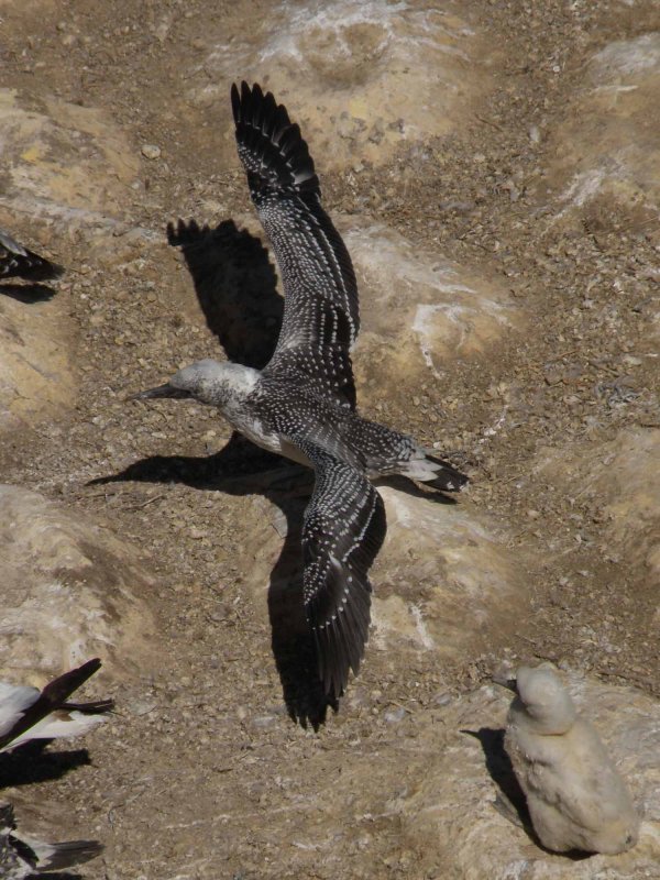 Fledgling 04.jpg