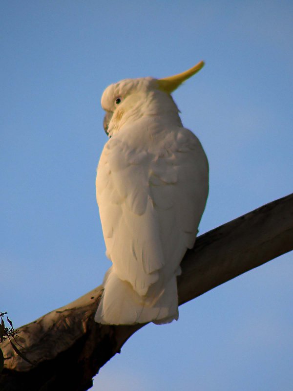 Cockatoo 3.jpg