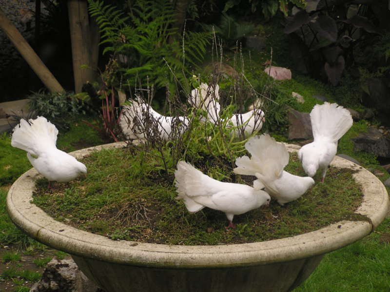 Pigeons 2.jpg