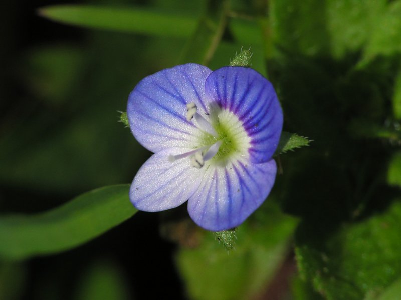 Violet 2.jpg
