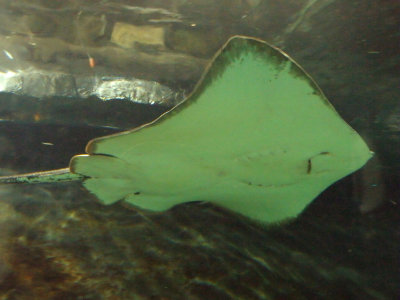 Stingray 2.jpg