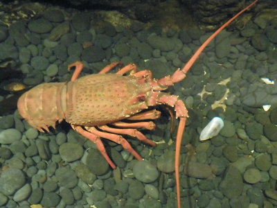 Crayfish 2.jpg