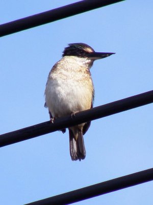 Kingfisher crop full res.jpg