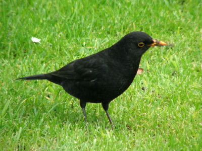 Blackbird 1.jpg