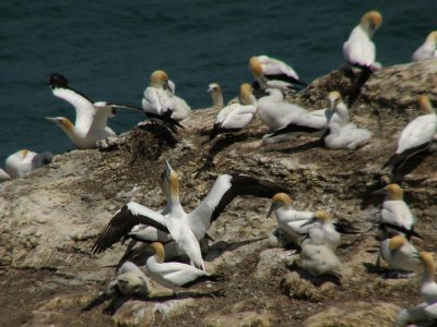 Gannets and Chicks 3.jpg