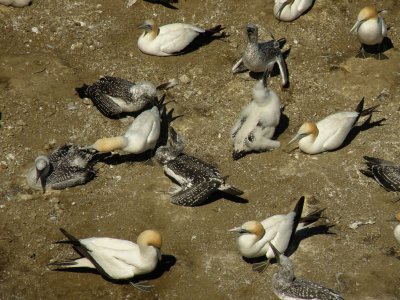 Gannets 5.jpg