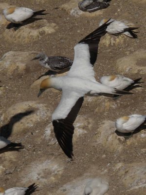 Gannet 06.jpg