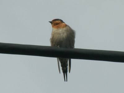 Swallow 1.jpg