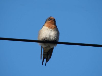 Swallow 3.jpg