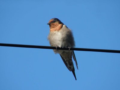 Swallow 4.jpg