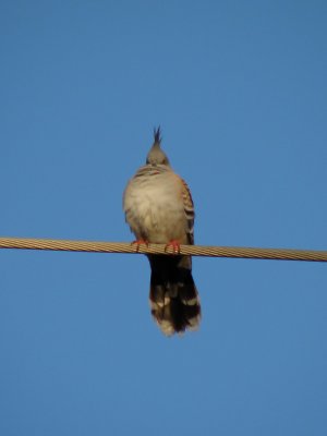 Wedgehead Pigeon.jpg