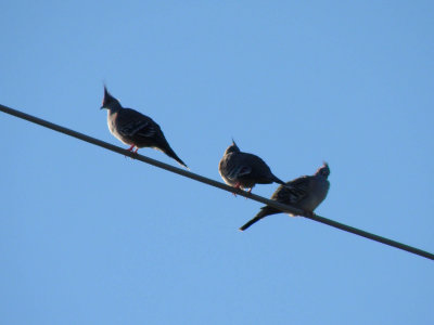 Wedgehead Pigeons.jpg