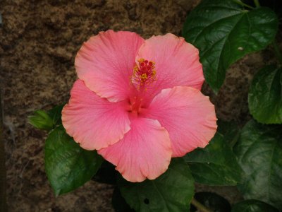 Hibiscus big.jpg