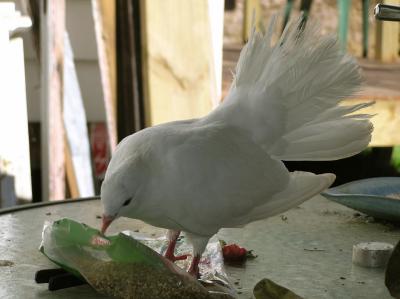Pigeon.jpg