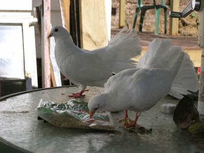 Pigeons 3.jpg