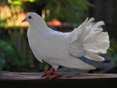 Pigeon 5.jpg