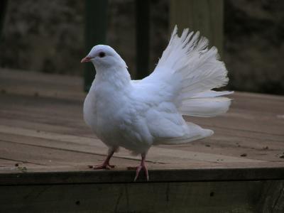 Pigeon 6.jpg