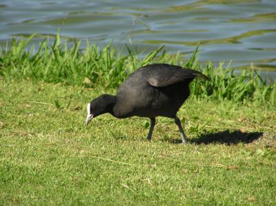 Australian Coot 1.jpg