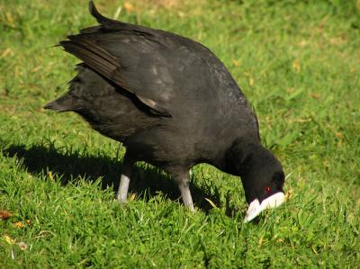 g3/07/245907/3/54658899.AustralianCoot2.jpg