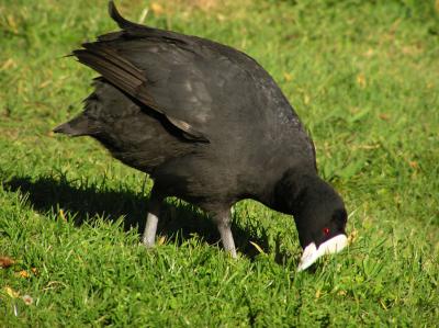 Australian Coot 2.jpg