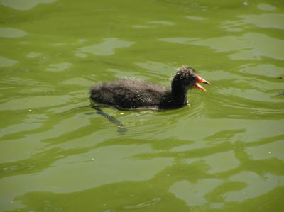 Australian Coot chick 1.jpg