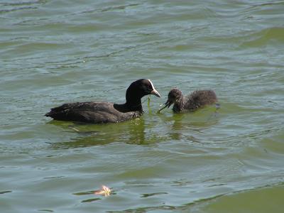 Australian Coot chick 2.jpg