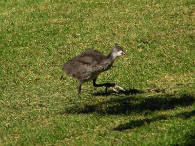 Australian Coot chick 3.jpg