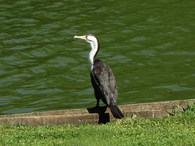 Cormorant.jpg