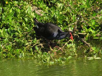 Another Pukeko.jpg