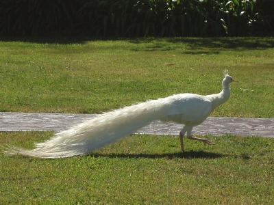 Albino Peacock.jpg