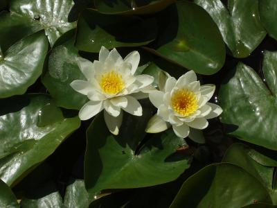 Yellow Water Lillies.jpg