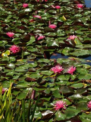 Pink Water Lillies.jpg